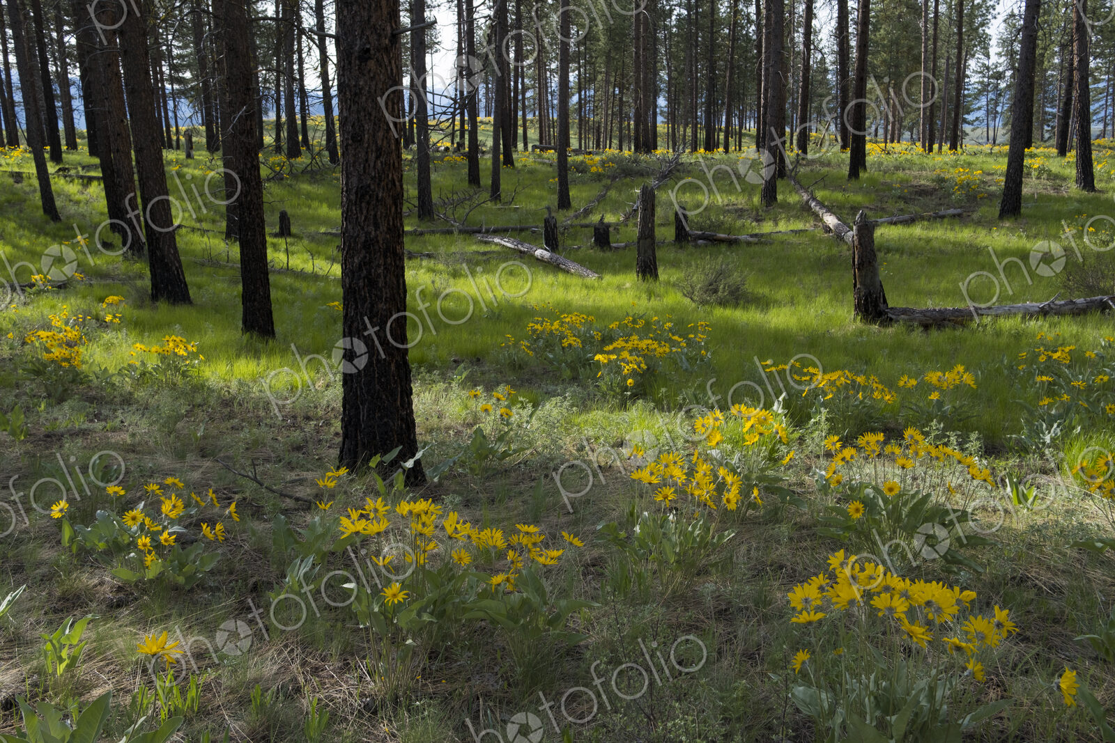 Healthy Ponderosa pine forest and blooming Arrowleaf balsamroot