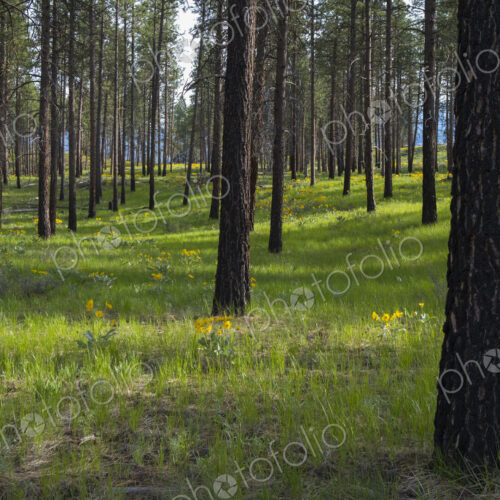 Healthy Ponderosa pine forest and blooming Arrowleaf balsamroot