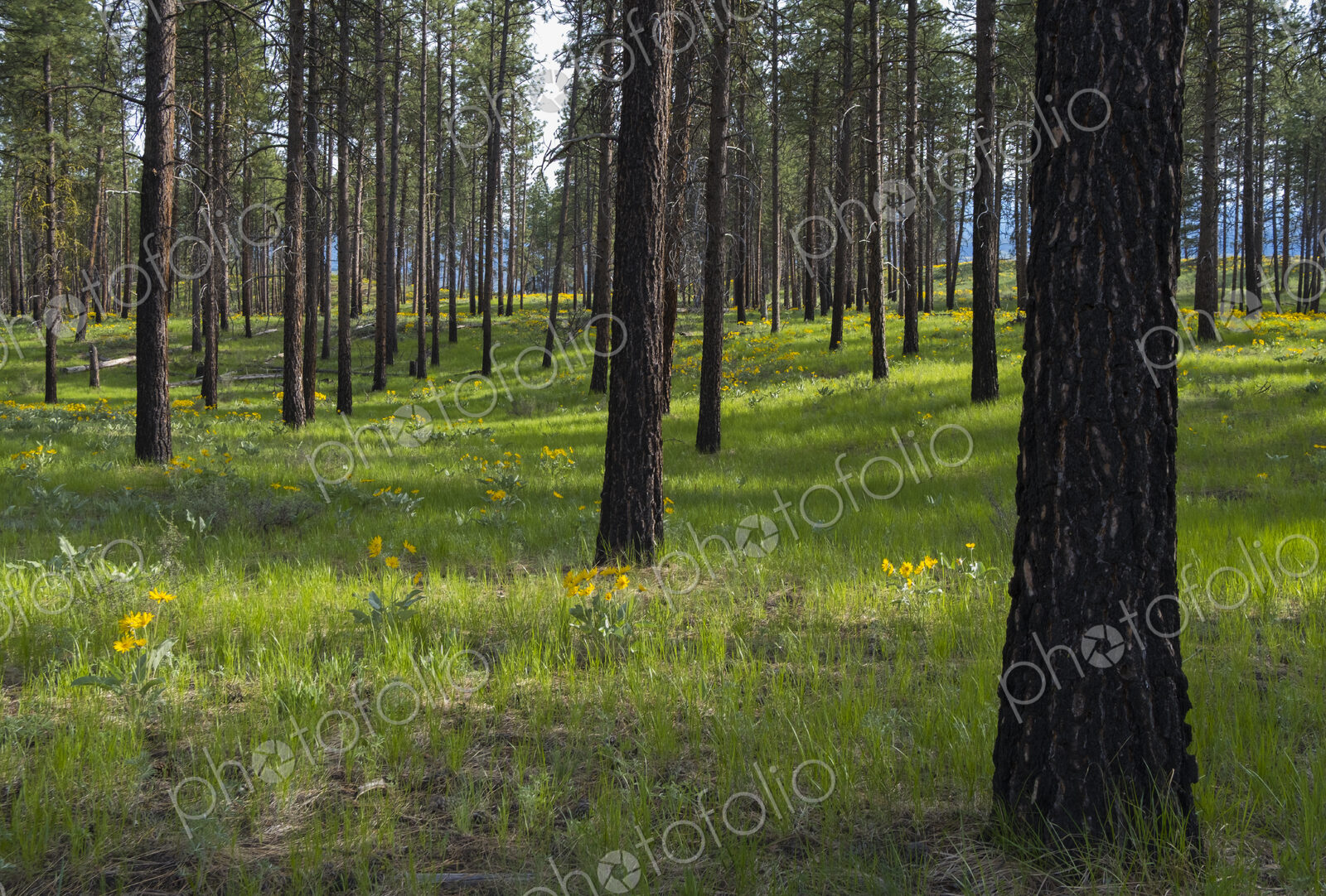 Healthy Ponderosa pine forest and blooming Arrowleaf balsamroot