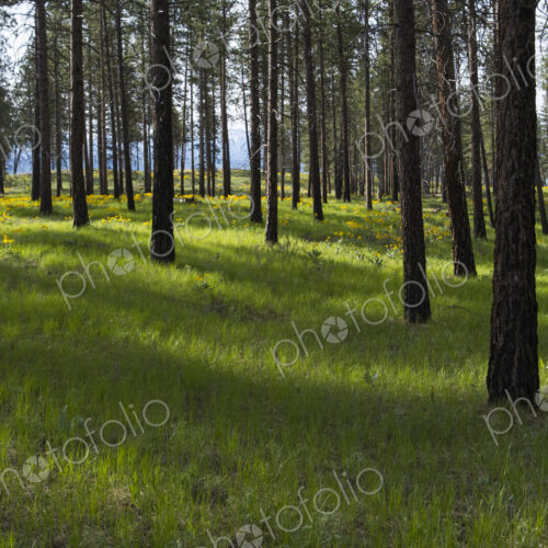 Healthy Ponderosa pine forest and blooming Arrowleaf balsamroot