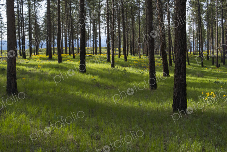 Healthy Ponderosa pine forest and blooming Arrowleaf balsamroot