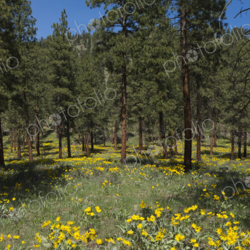 Healthy Ponderosa pine forest and blooming Arrowleaf balsamroot