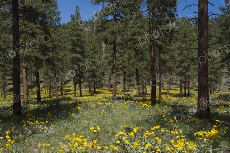 Healthy Ponderosa pine forest and blooming Arrowleaf balsamroot