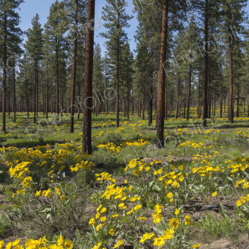 Healthy Ponderosa pine forest and blooming Arrowleaf balsamroot