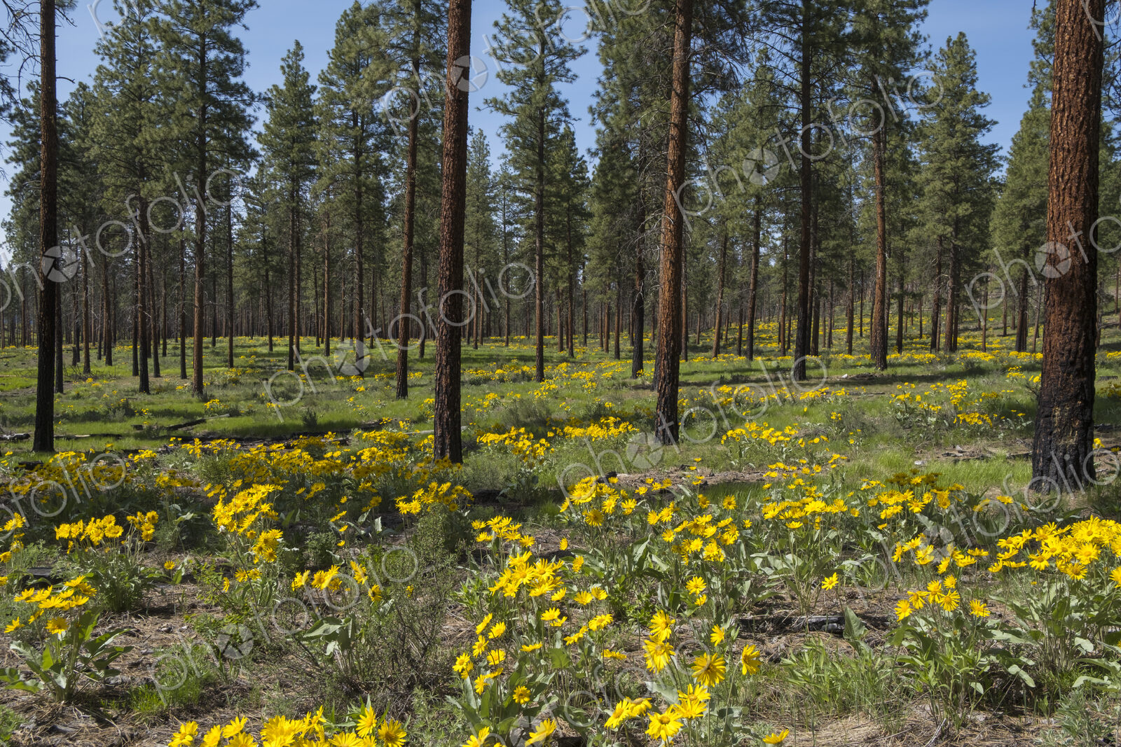 Healthy Ponderosa pine forest and blooming Arrowleaf balsamroot