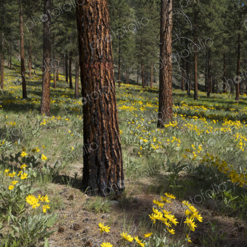 Healthy Ponderosa pine forest and blooming Arrowleaf balsamroot