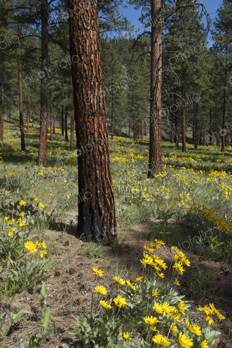 Healthy Ponderosa pine forest and blooming Arrowleaf balsamroot