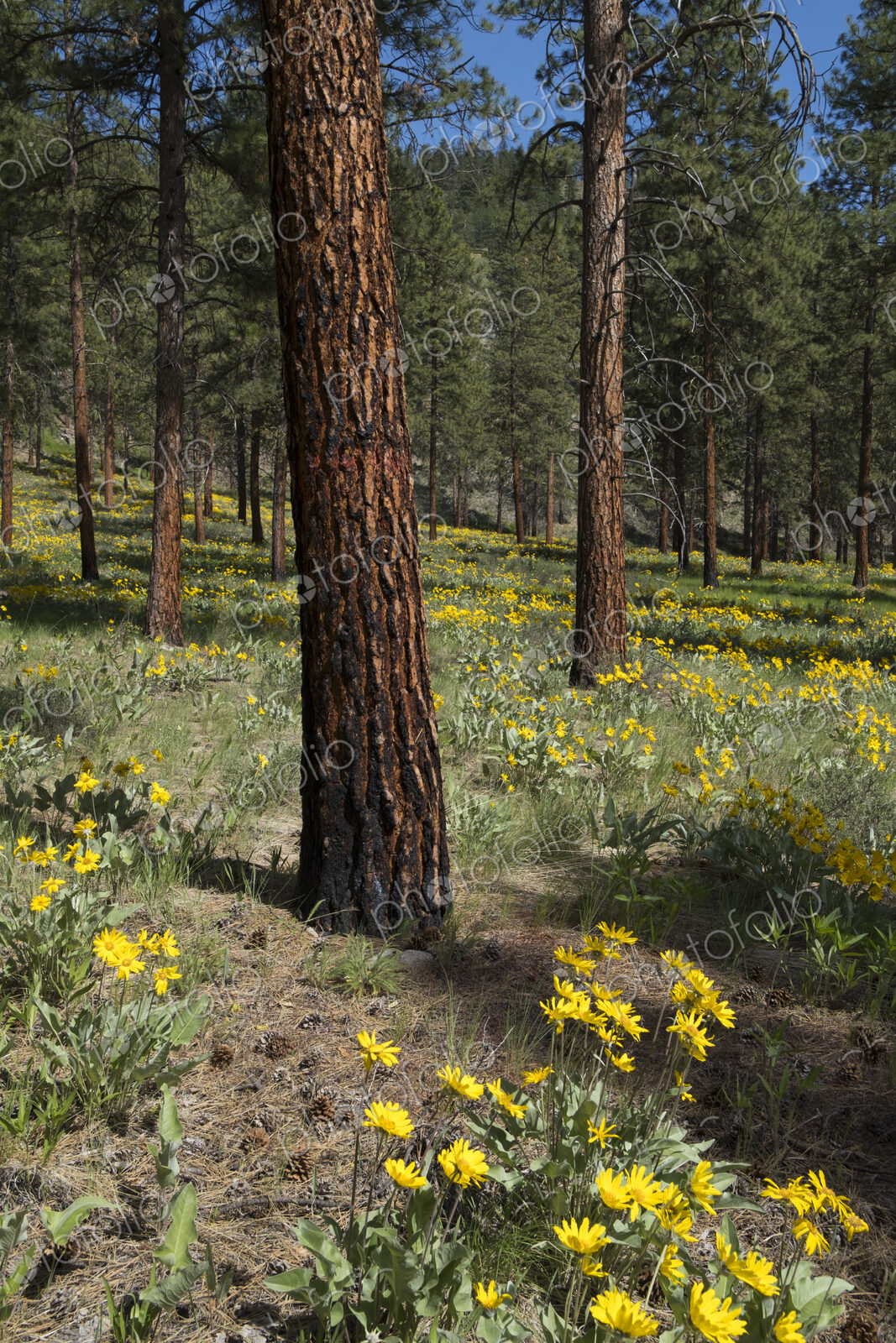 Healthy Ponderosa pine forest and blooming Arrowleaf balsamroot