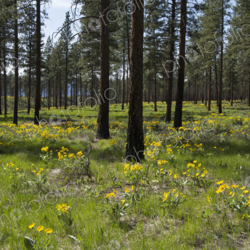 Healthy Ponderosa pine forest and blooming Arrowleaf balsamroot Healthy Ponderosa pine forest and blooming Arrowleaf balsamroot