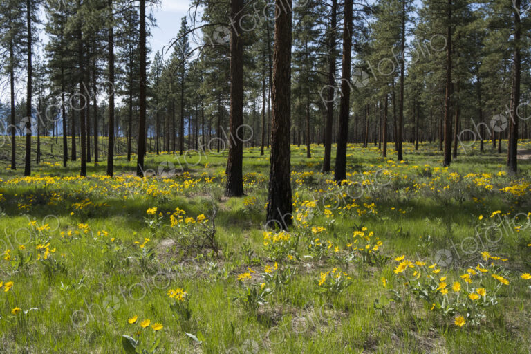 Healthy Ponderosa pine forest and blooming Arrowleaf balsamroot