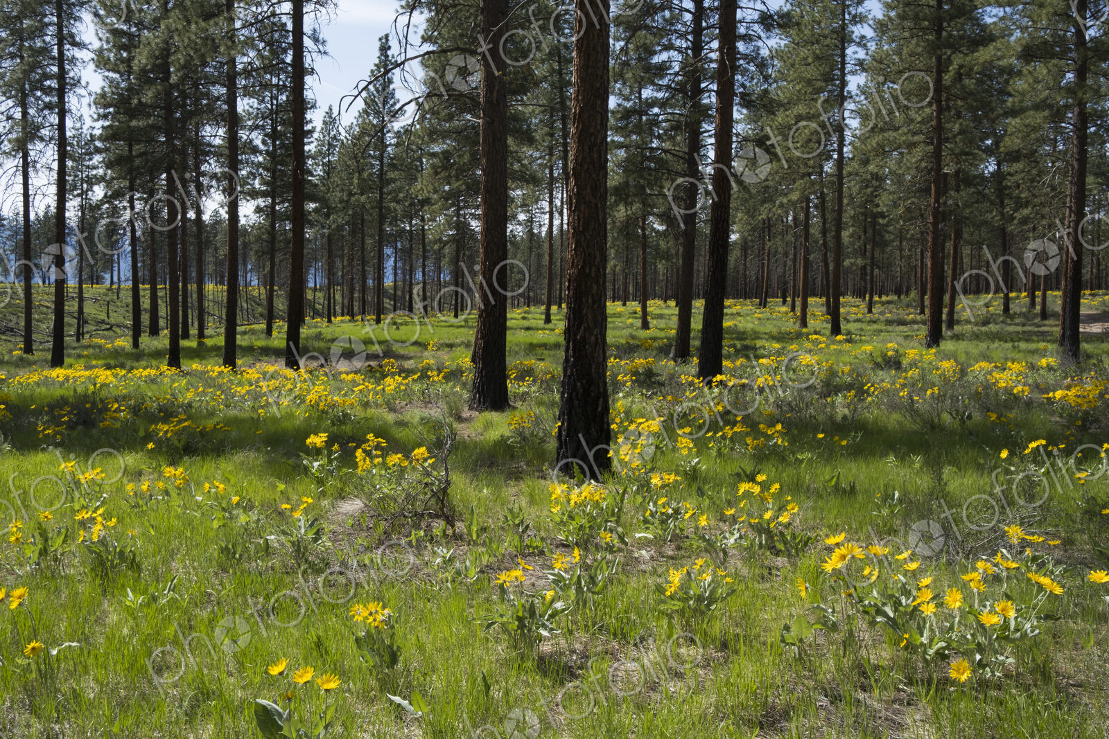 Healthy Ponderosa pine forest and blooming Arrowleaf balsamroot