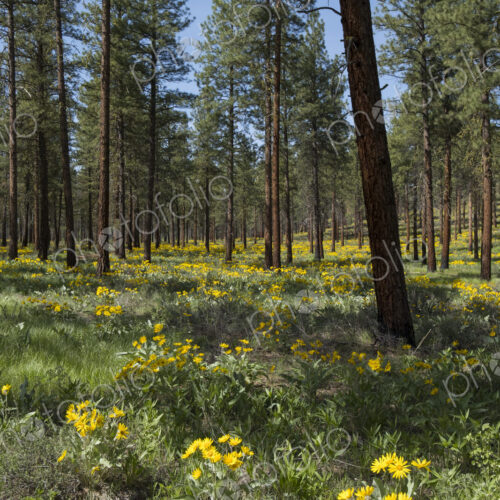Healthy Ponderosa pine forest and blooming Arrowleaf balsamroot Healthy Ponderosa pine forest and blooming Arrowleaf balsamroot