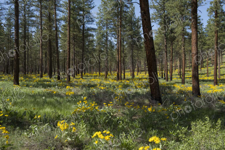 Healthy Ponderosa pine forest and blooming Arrowleaf balsamroot
