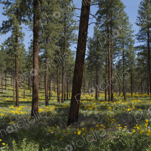 Healthy Ponderosa pine forest and blooming Arrowleaf balsamroot Healthy Ponderosa pine forest and blooming Arrowleaf balsamroot