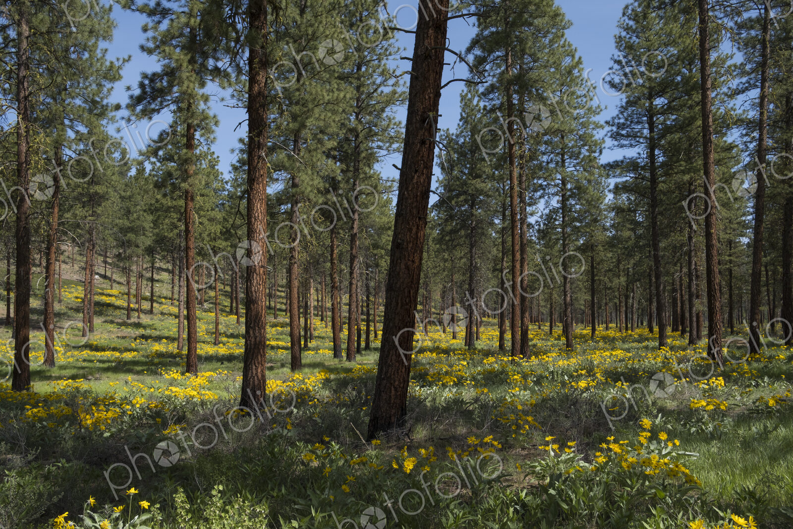 Healthy Ponderosa pine forest and blooming Arrowleaf balsamroot