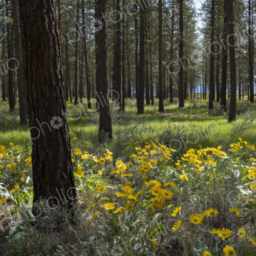 Healthy Ponderosa pine forest and blooming Arrowleaf balsamroot Healthy Ponderosa pine forest and blooming Arrowleaf balsamroot