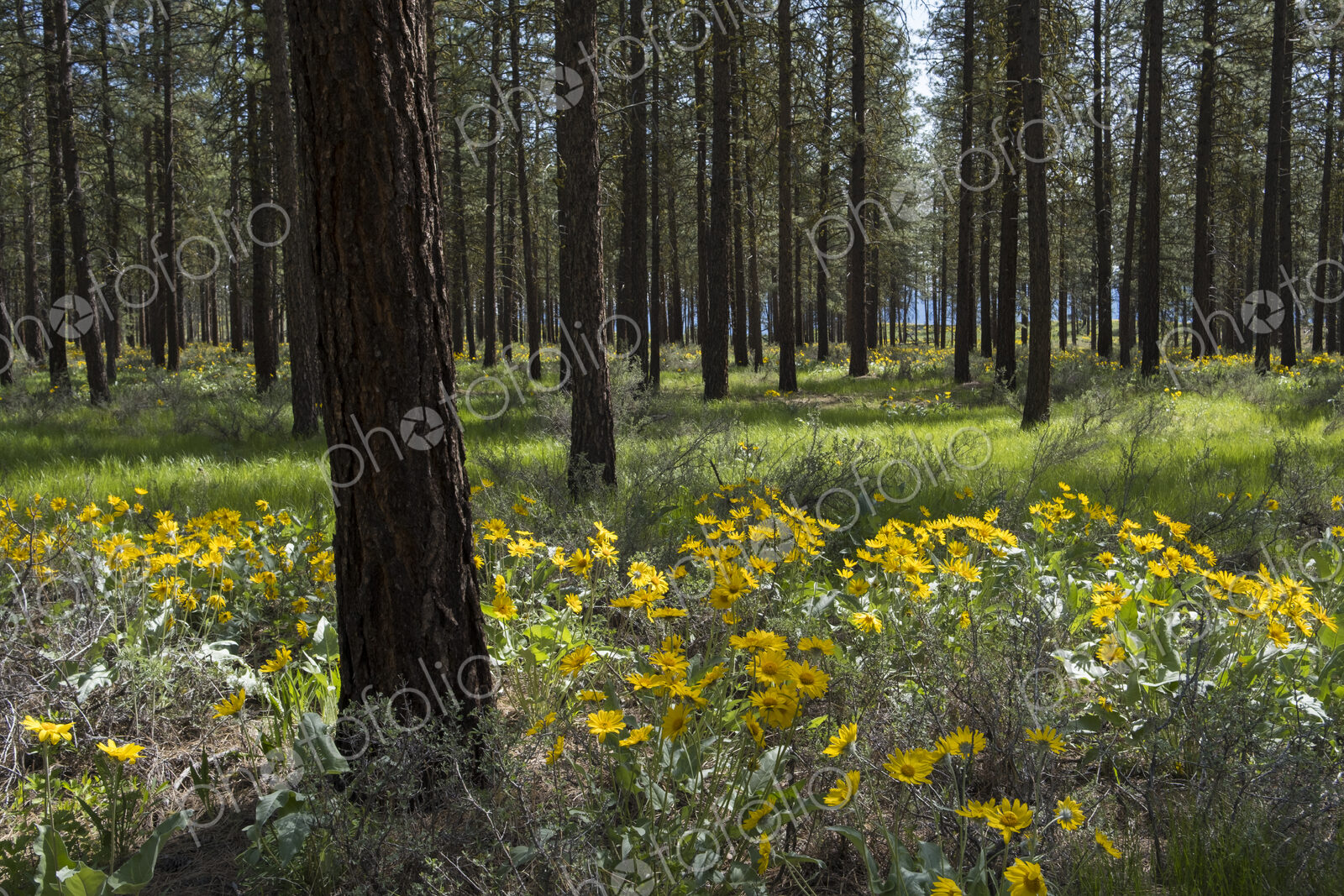 Healthy Ponderosa pine forest and blooming Arrowleaf balsamroot