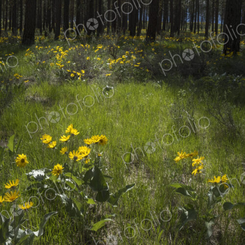 Healthy Ponderosa pine forest and blooming Arrowleaf balsamroot Healthy Ponderosa pine forest and blooming Arrowleaf balsamroot