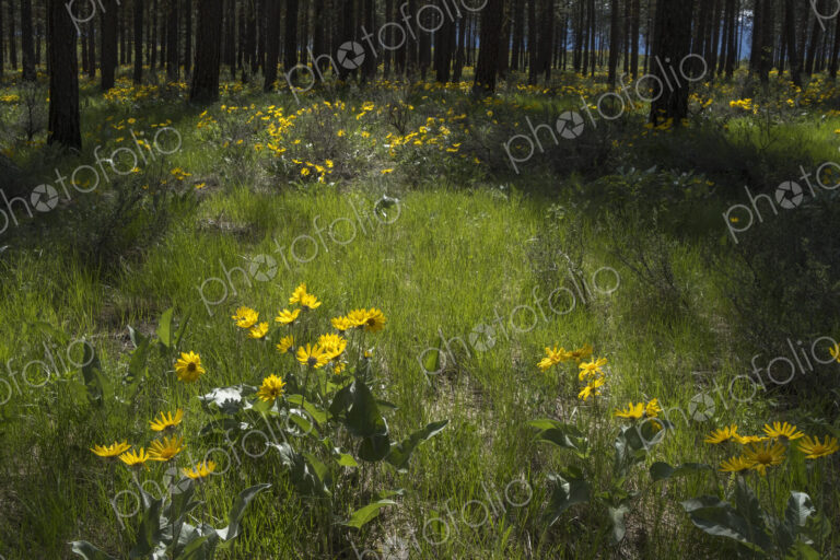 Healthy Ponderosa pine forest and blooming Arrowleaf balsamroot