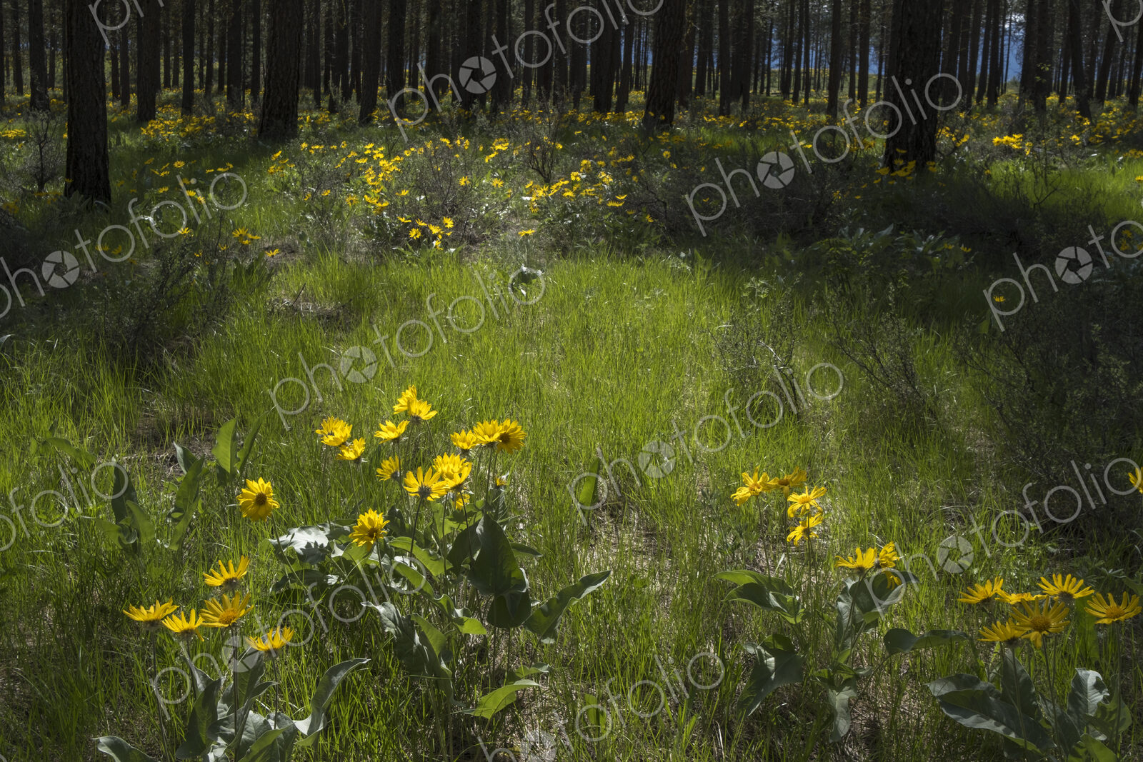 Healthy Ponderosa pine forest and blooming Arrowleaf balsamroot