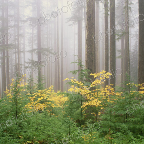 Hemlock and vine maple trees in the Umpqua National Forest. Green and yellow foliage.