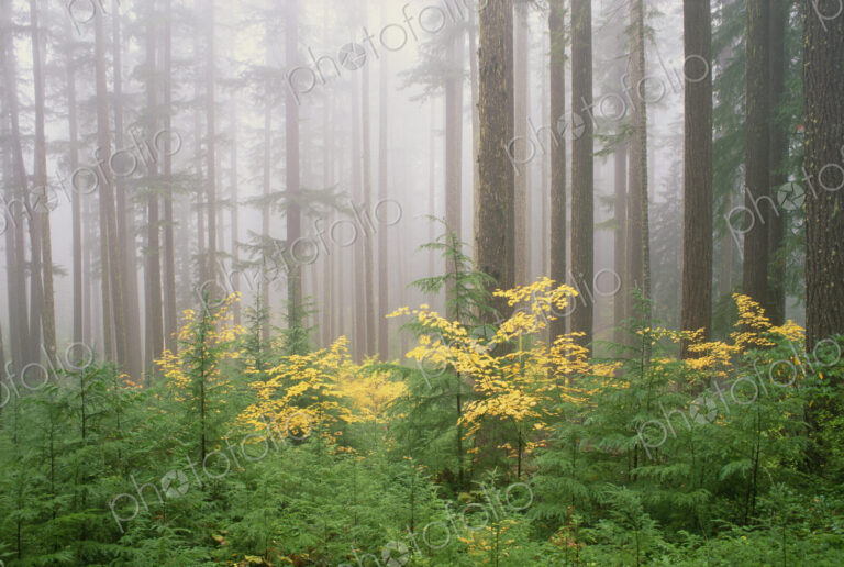 Hemlock and vine maple trees in the Umpqua National Forest. Green and yellow foliage.