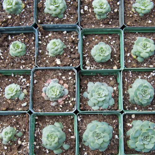 Hens and Chicks Plants Hens and Chicks Plants
