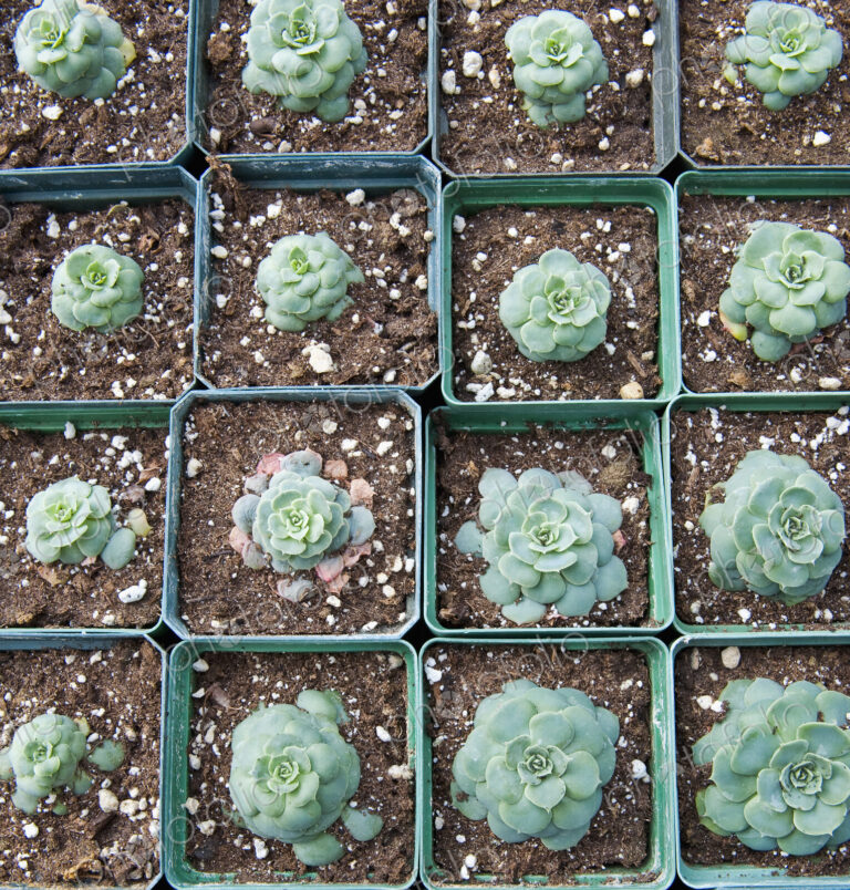 Hens and Chicks Plants