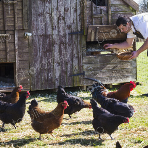 Hens and a rooster. A man in an apron collecting the eggs from a chicken coop. Hens and a rooster. A man in an apron collecting the eggs from a chicken coop.