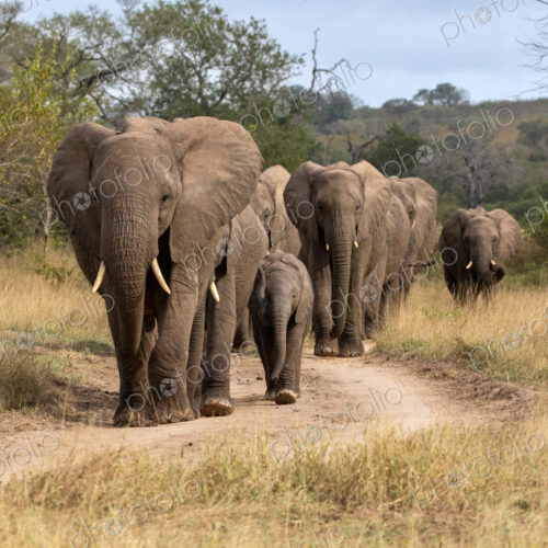 Herd of African elephants, Loxodonta africana, walking on a dirt track.