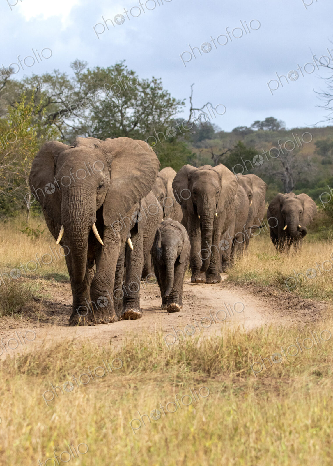 Herd of African elephants, Loxodonta africana, walking on a dirt track.