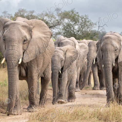 Herd of African elephants, Loxodonta africana, walking on a dirt track.