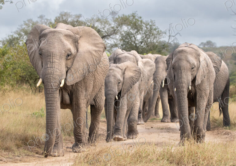 Herd of African elephants, Loxodonta africana, walking on a dirt track.
