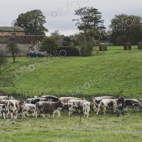 Herd of English Longhorn cows grazing on a pasture.