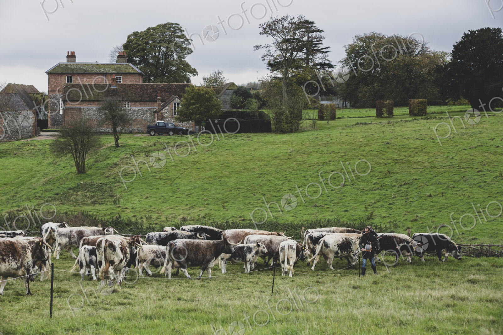 Herd of English Longhorn cows grazing on a pasture.