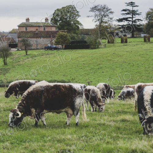 Herd of English Longhorn cows grazing on a pasture.