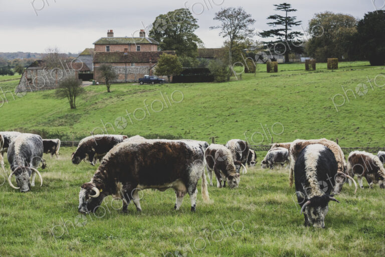 Herd of English Longhorn cows grazing on a pasture.
