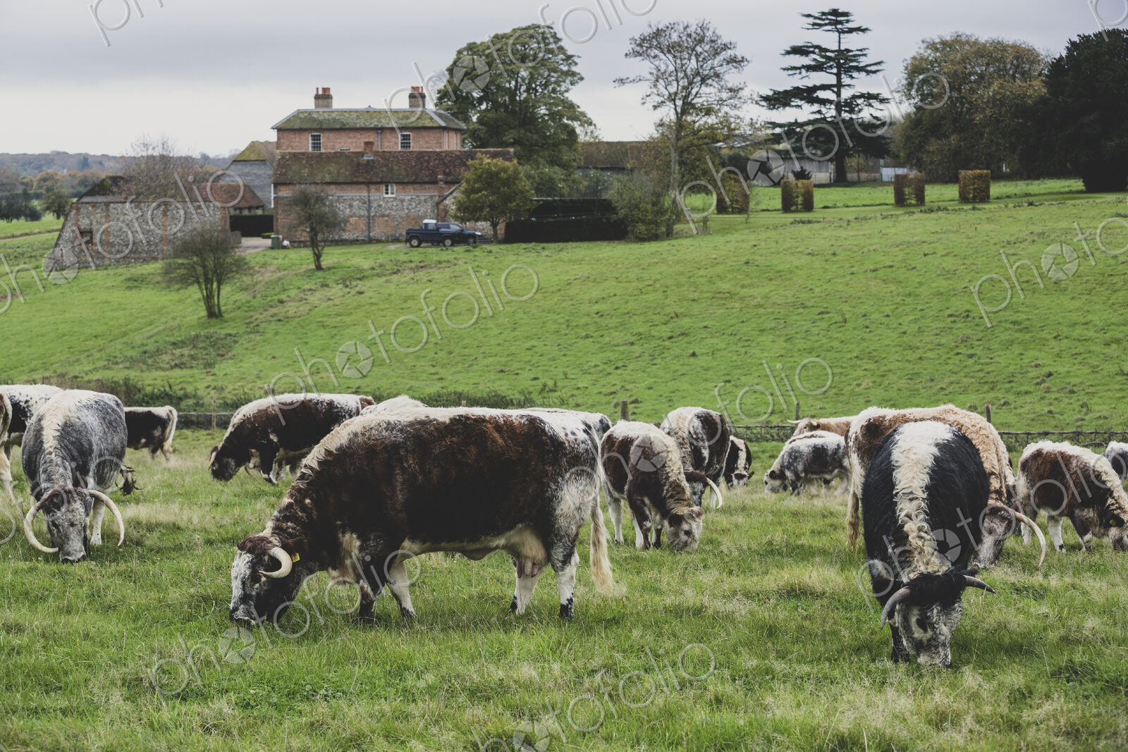 Herd of English Longhorn cows grazing on a pasture.