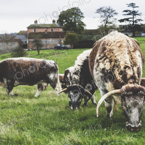 Herd of English Longhorn cows grazing on a pasture.