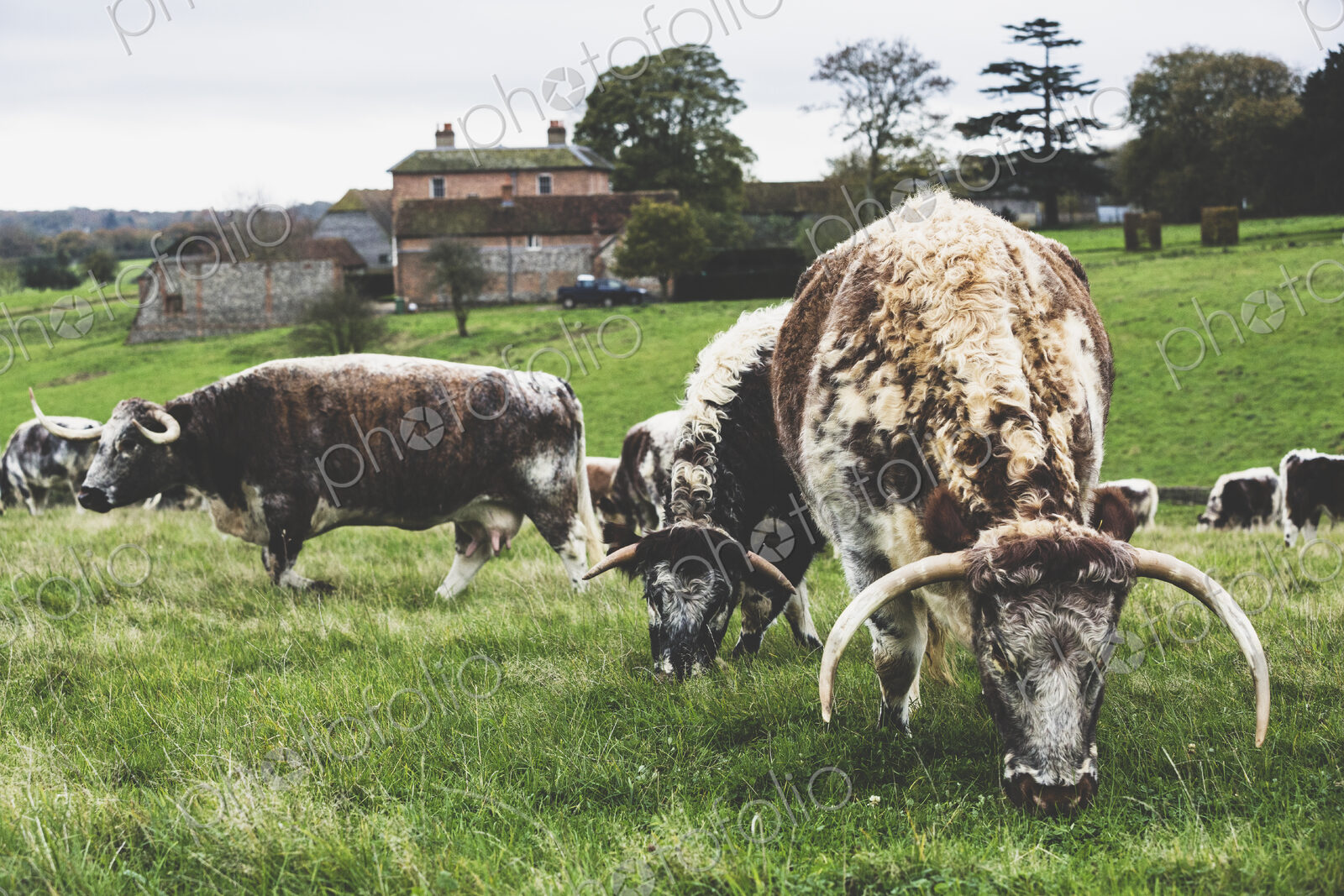 Herd of English Longhorn cows grazing on a pasture.