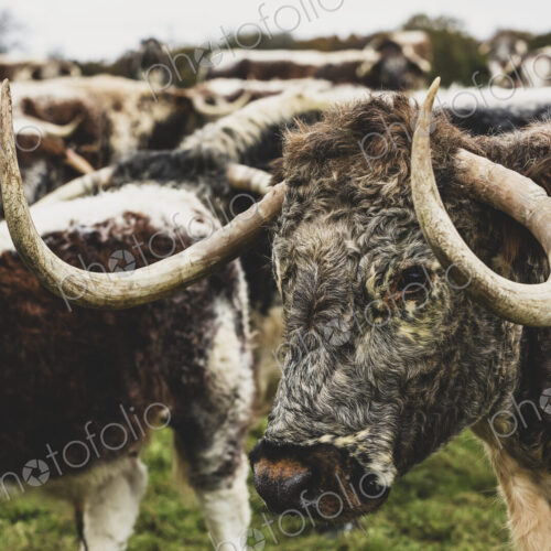 Herd of English Longhorn cows standing on a pasture.