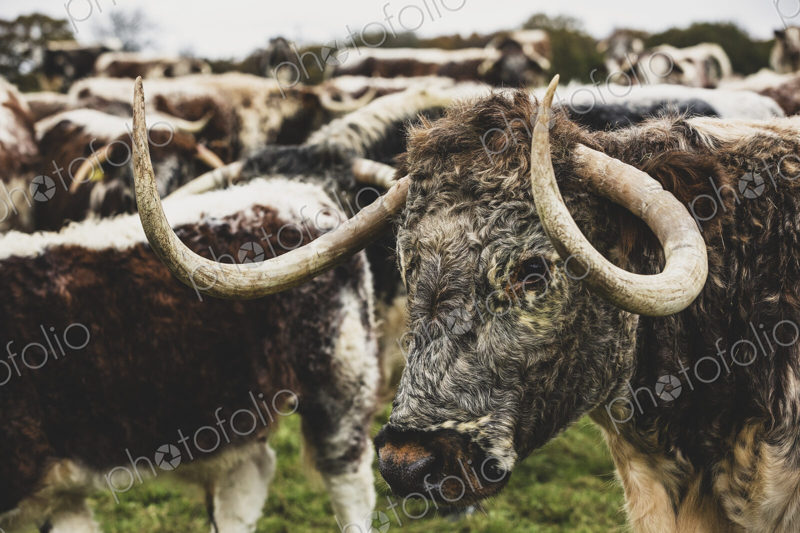 Herd of English Longhorn cows standing on a pasture.