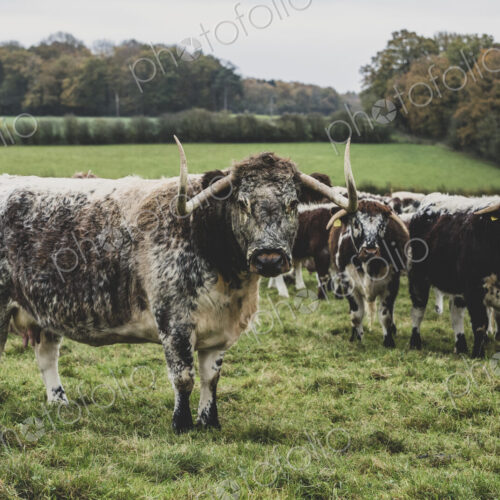 Herd of English Longhorn cows standing on a pasture. Herd of English Longhorn cows standing on a pasture.