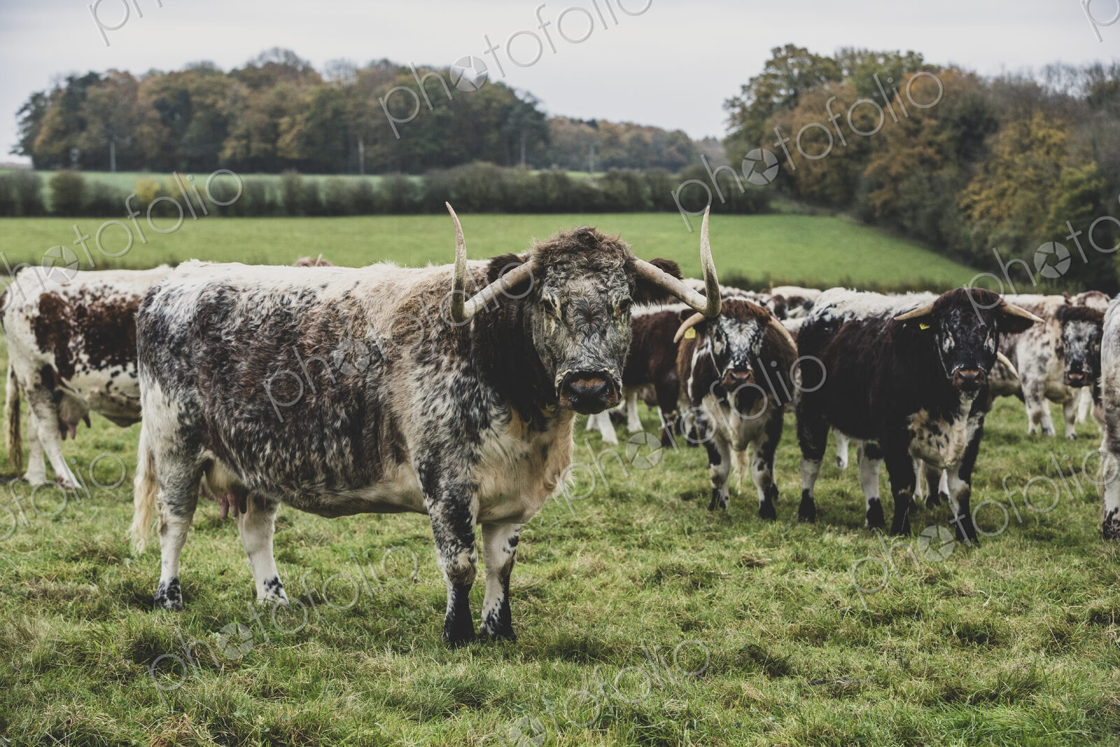 Herd of English Longhorn cows standing on a pasture.