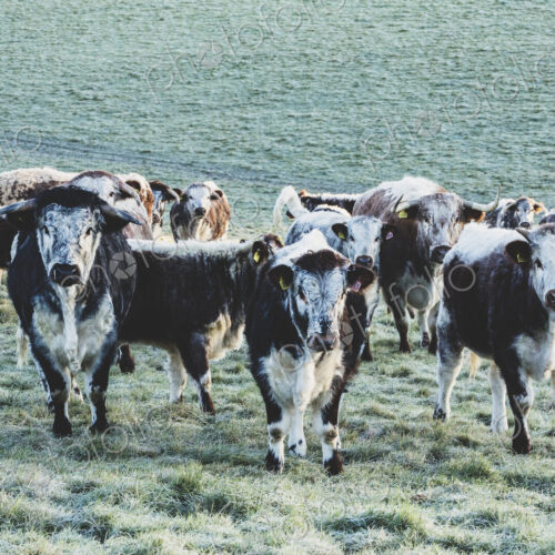 Herd of English Longhorn cows standing on a pasture, looking at camera. Herd of English Longhorn cows standing on a pasture, looking at camera.