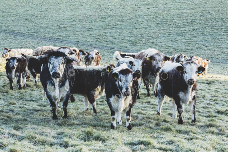 Herd of English Longhorn cows standing on a pasture, looking at camera.