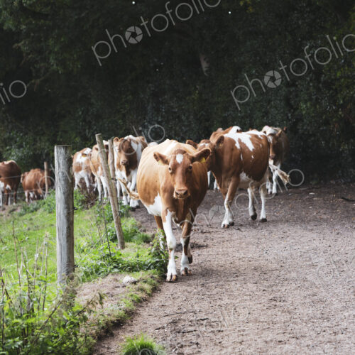 Herd of Guernsey cows being driven along a rural road.