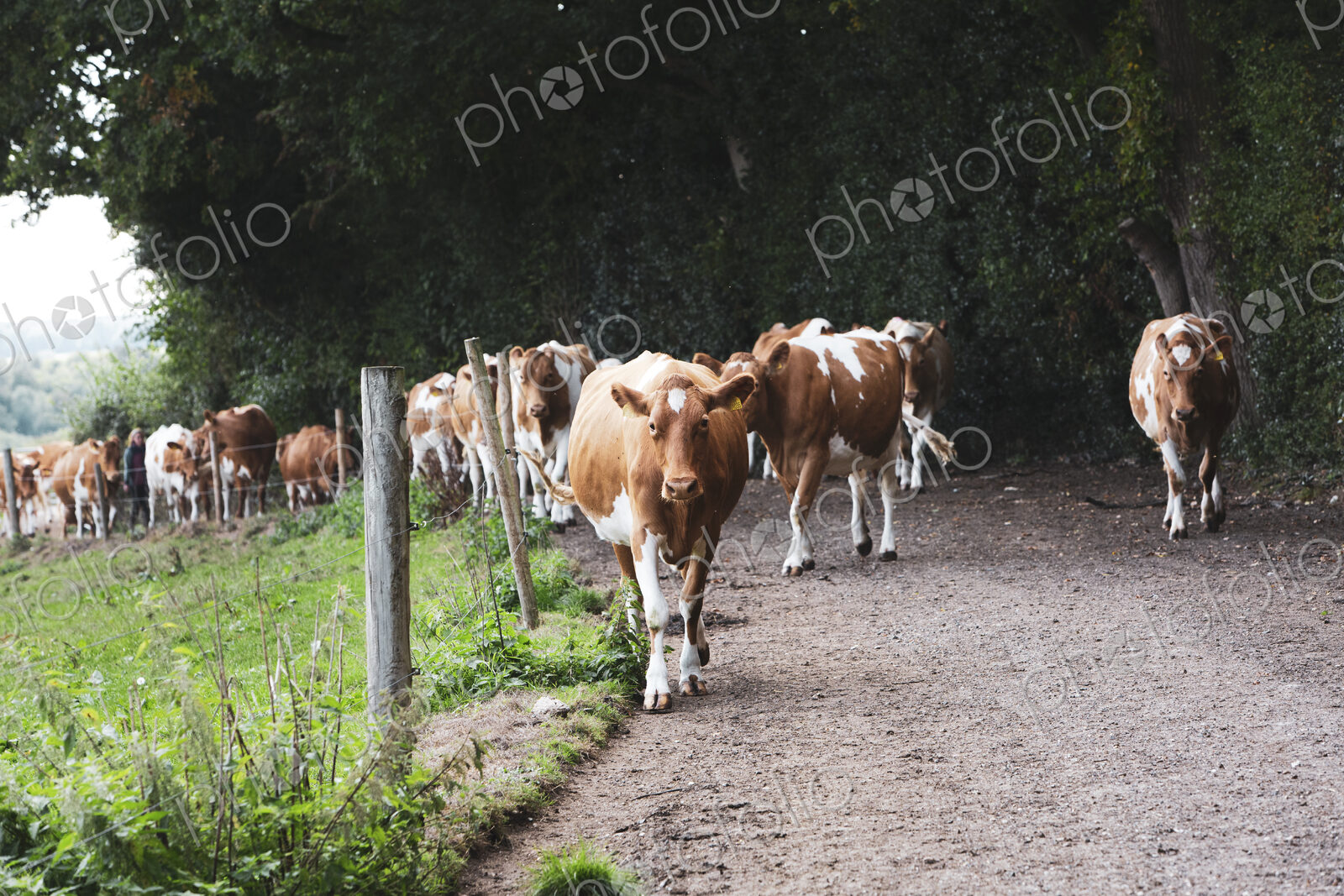 Herd of Guernsey cows being driven along a rural road.