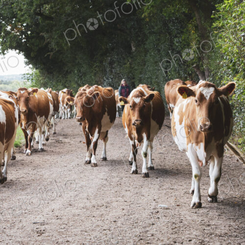 Herd of Guernsey cows being driven along a rural road.