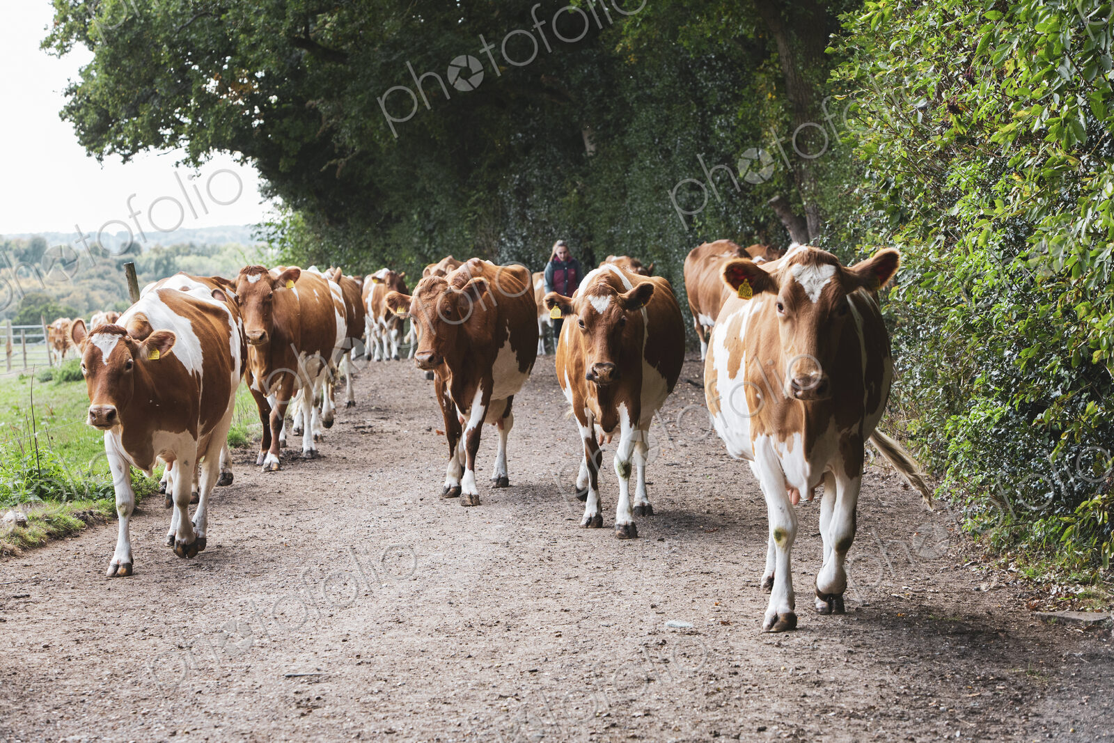 Herd of Guernsey cows being driven along a rural road.